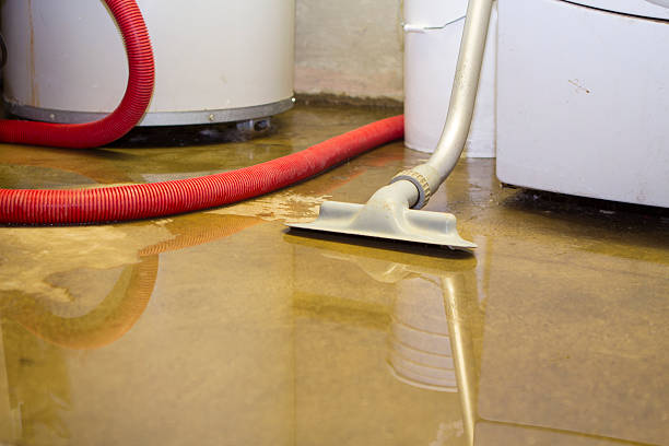 Best Basement water damage restoration  in Essex, IL