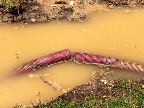 Best Mold removal after water damage  in Essex, IL
