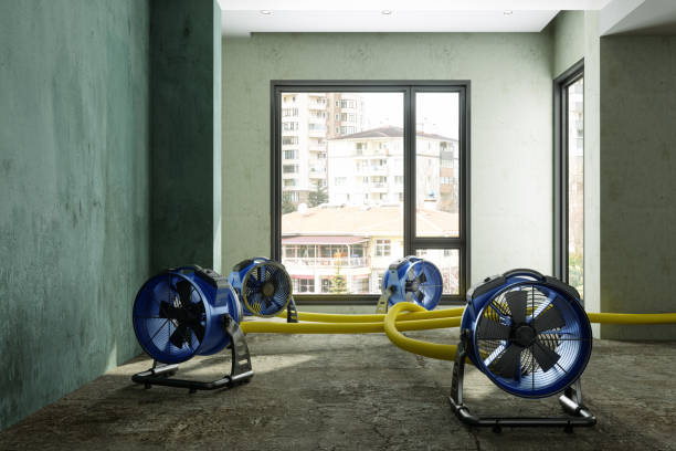 Best Basement water damage restoration  in Essex, IL